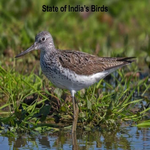 15 bird species in india in critically endangered list | PDF