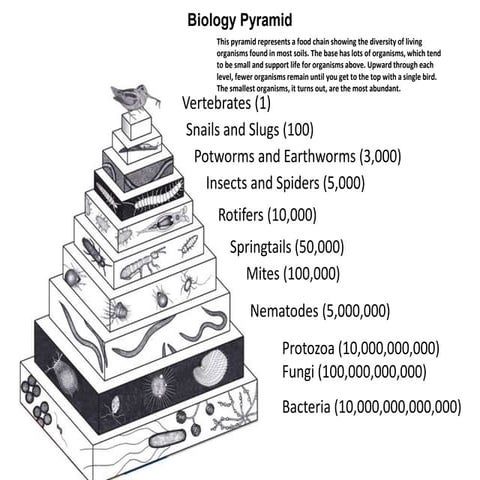 Soil microbiology