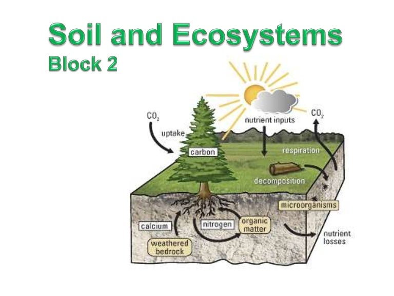 Soil and Ecosystems