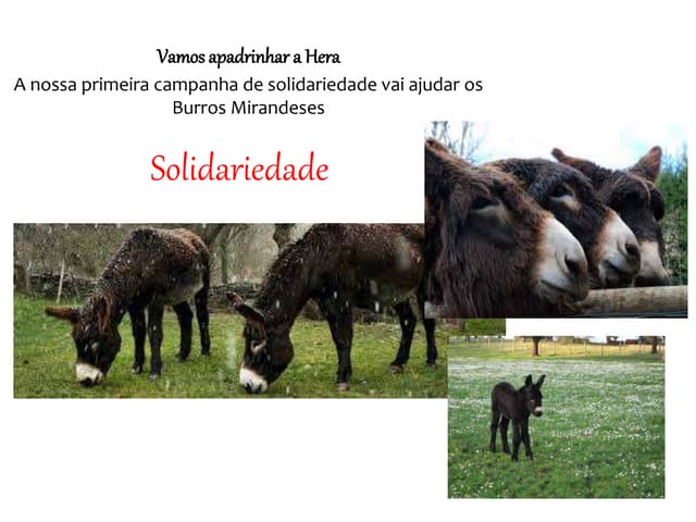 Solidariedade - Vamos Apadrinhar a ...