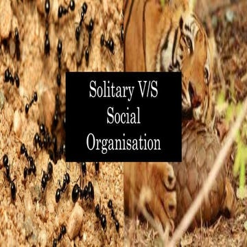 solitary vs social.pptx.....Microbiology botany