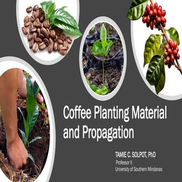Comprehensive Guide to Coffee Planting Material and Propagation ...