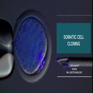 Somatic cell cloning 