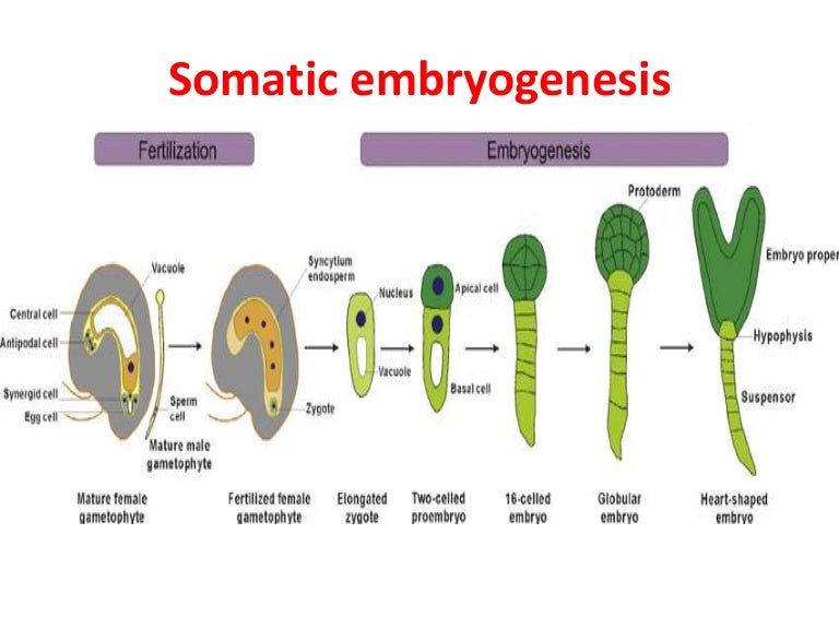 Somatic embryogenesis