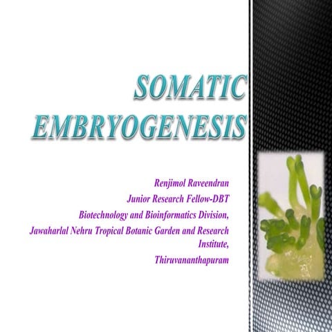 Somatic embryogenesis