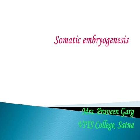 Somatic embryogenesis