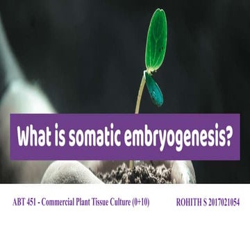 all the information for somatic embryogenesis