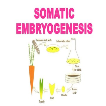 somatic embryogenesis.pptx