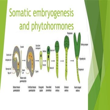 Somatic embryogenesis | PPTX