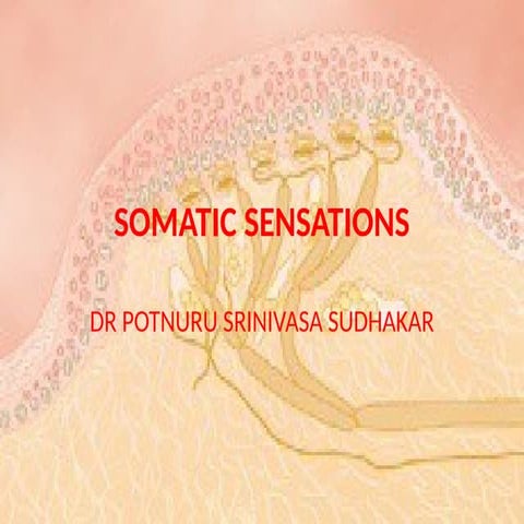 SOMATIC SENSATION.pptx 1st BHMS PHYSIOLOGY | PPTX