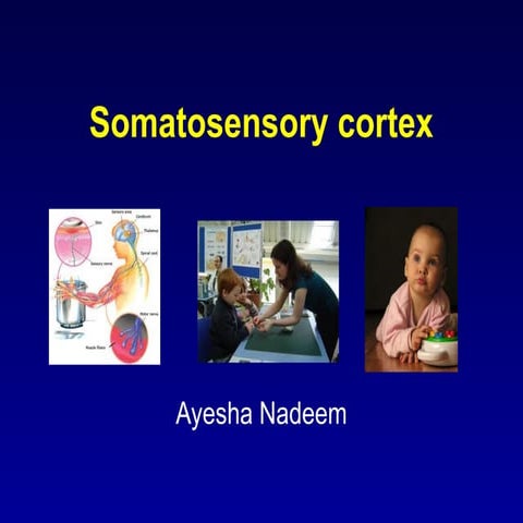 Somatosensory_Cortex_MBBS_Presentation.pptx