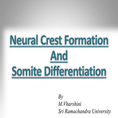 Somite differentiation and neural crest