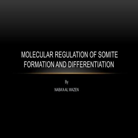 Somite formation