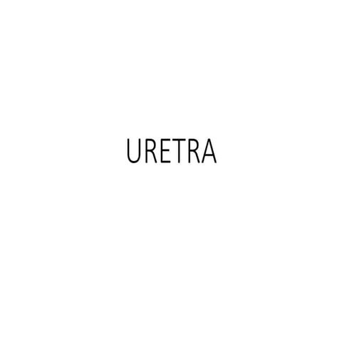 Uretra | PPT