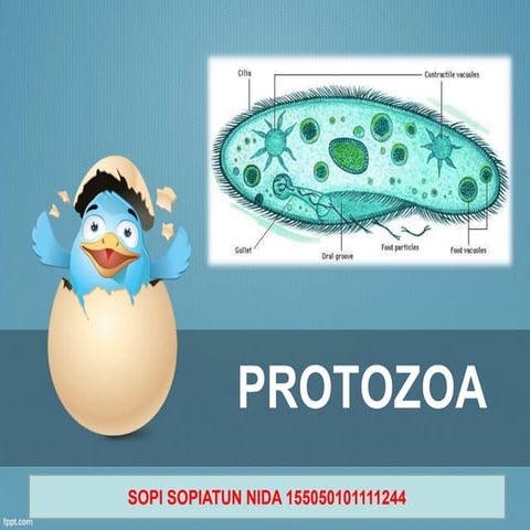 Protozoa