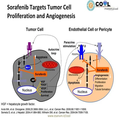 Sorafenib Mechanism Of Action
