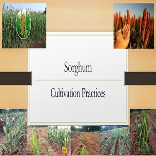 SORGHUM 