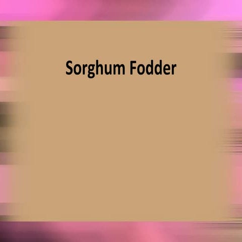 Sorghum fodder