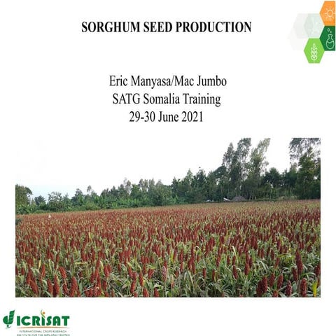 SORGHUM Seed Production -SATG TRAINING JUNE 2021.pptx