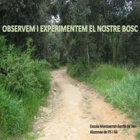Sortida al bosc