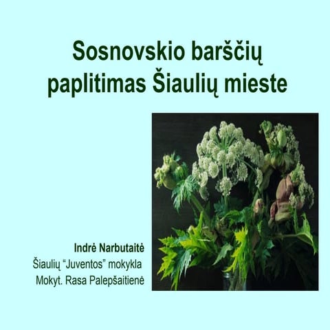 Sosnovskio barsciu paplitimas_siauliu_mieste_geras