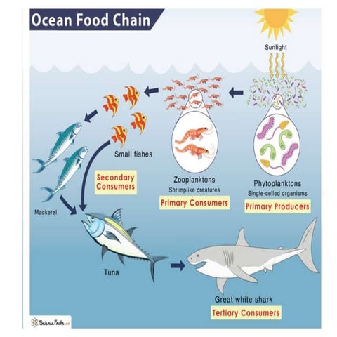 SOURCE OF ENERGY (2). optic for class 12 only