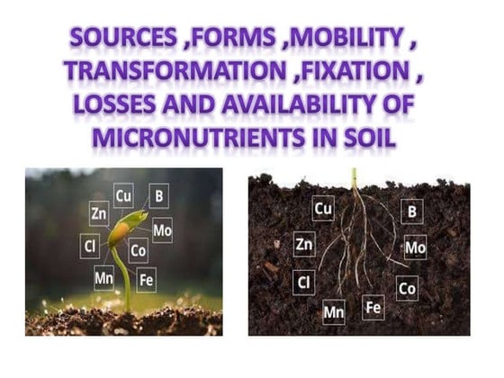 Nutrient Movement in Soils- Nutrient Absorption By Plants Mechanistic ...