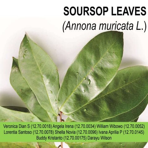 Soursop leaves ppt