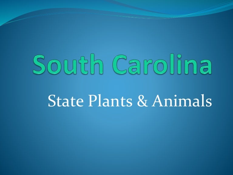 South Carolina State Symbols