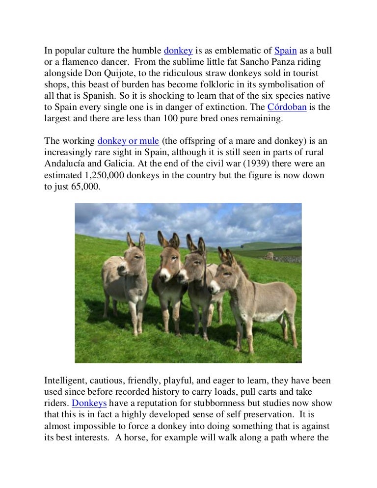Saving the Spanish donkey