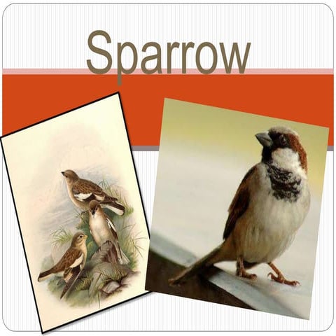 Sparrow