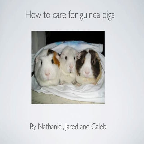 Guinea pigs | PPTX
