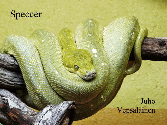 Speccer