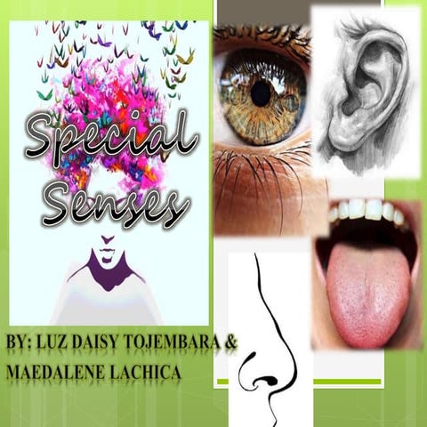 Special Senses 