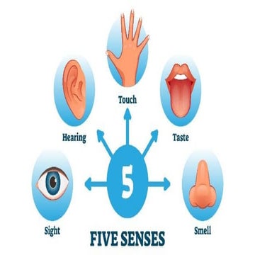 Special senses anatomy learning about the anatomy | PPTX