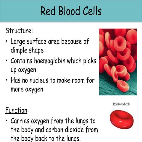 Cells-and-Organisation-L4-Specialised-Cells-PowerPoint.pptx
