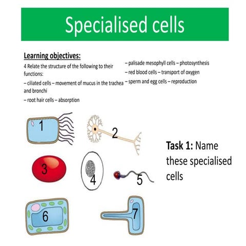 specialised cell lesson 3 igcse sciences.pptx