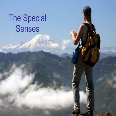 Special senses