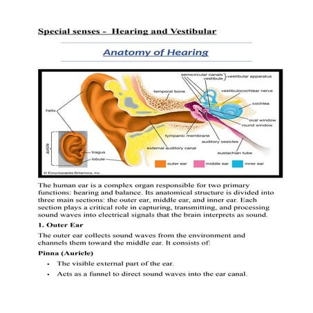 special senses-HEARING , VESTIBULAR - IN DETAIL LECTURE NOTES