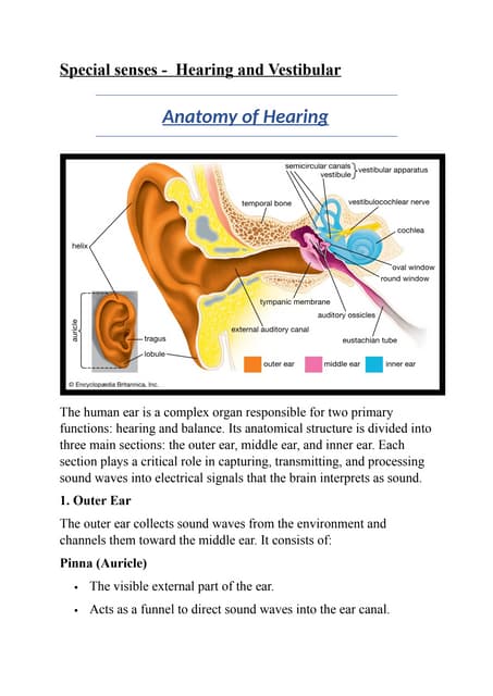 Mechanism of Hearing (presentation) | PPTX | Digital Audio | Computer ...