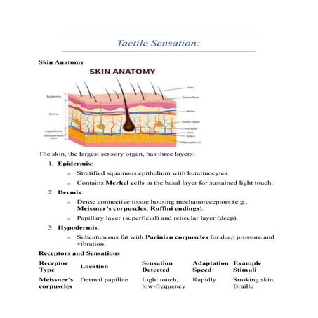 special senses-tactile sensation, explanation