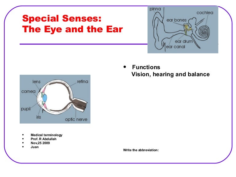 Special Senses The Eye And The Ear