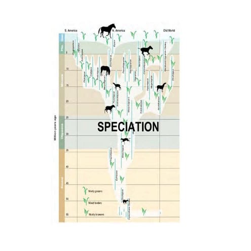 Speciation