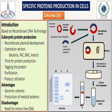 Specific proteins production in cells