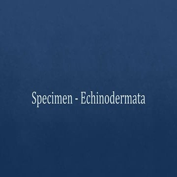  Echinodermata specimens