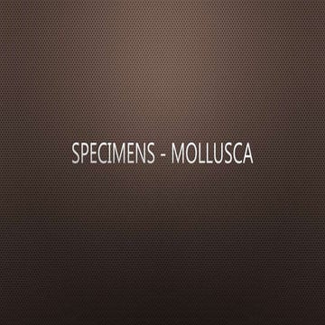 Mollusca specimens   