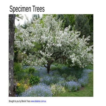 Specimen Trees