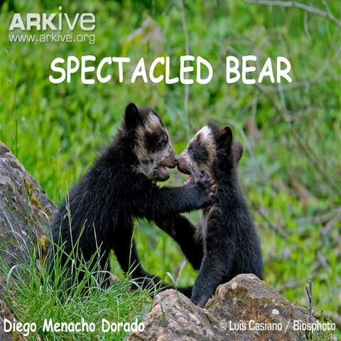 Spectacled bear