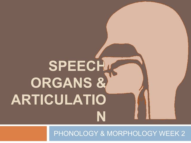 speech organs :Understanding the Mechanisms of Human Speech Production ...
