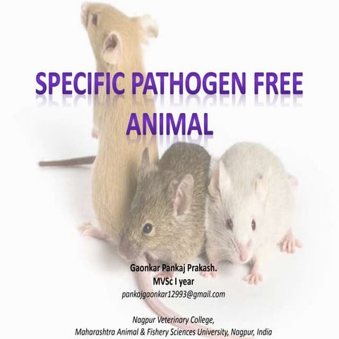SPECIFIC PATHOGEN FREE ANIMAL